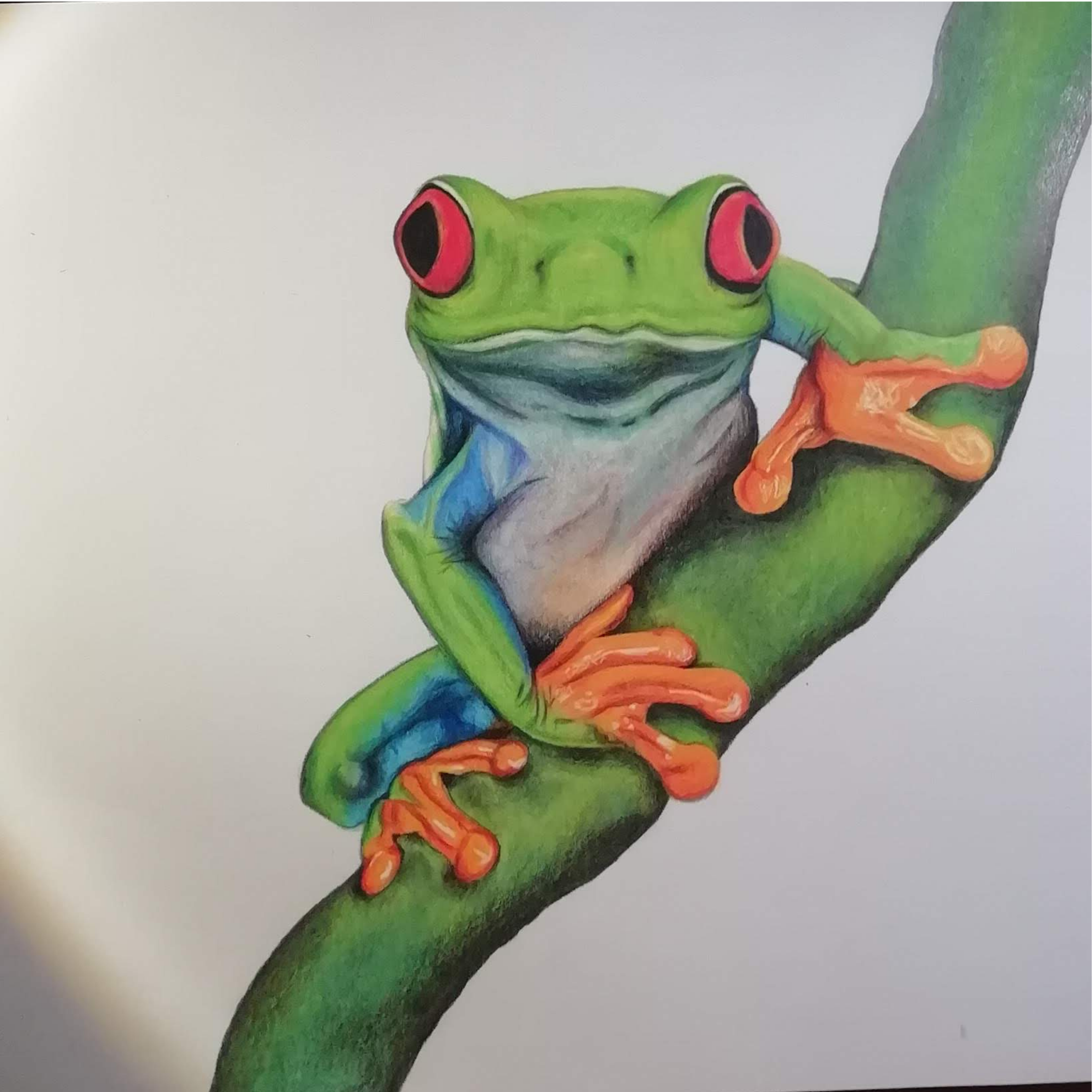 Rana arboricola en lapices de colores sobre papel - frog colored pencil art