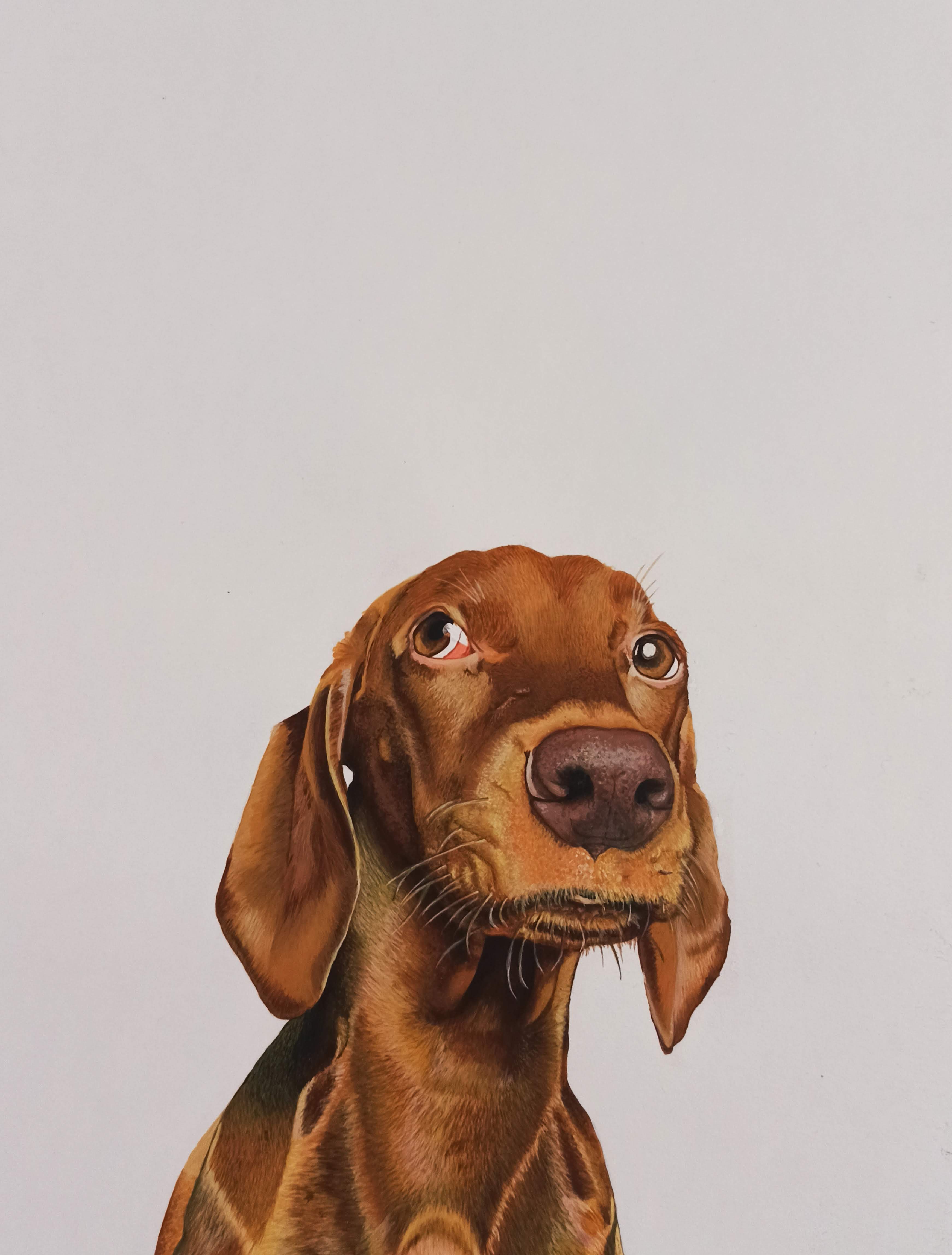 Pintura realista de mascota en acrilico sobre lienzo - Madrigal Pet Art